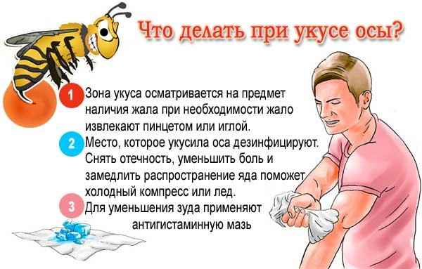 На фото описано, что делать при укусе ос